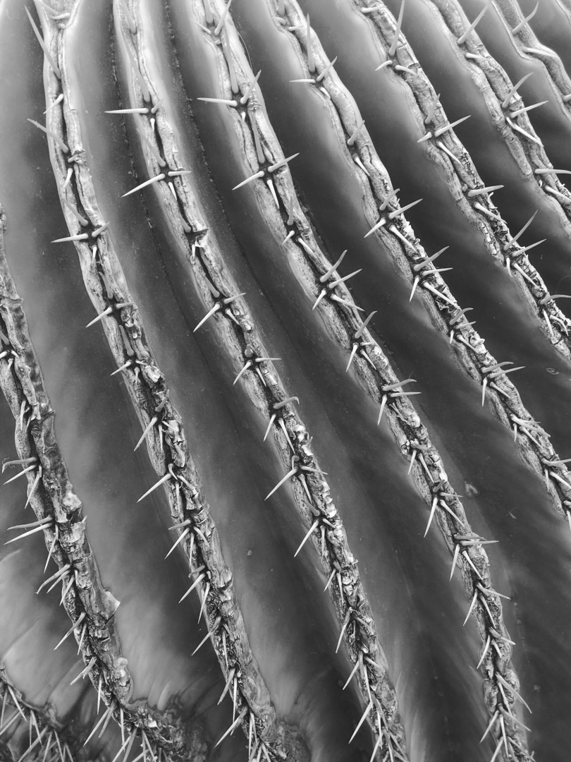Cactus spines, black and white macro