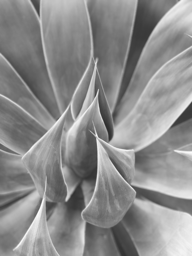 Succulent leaves, soft tonal gradients