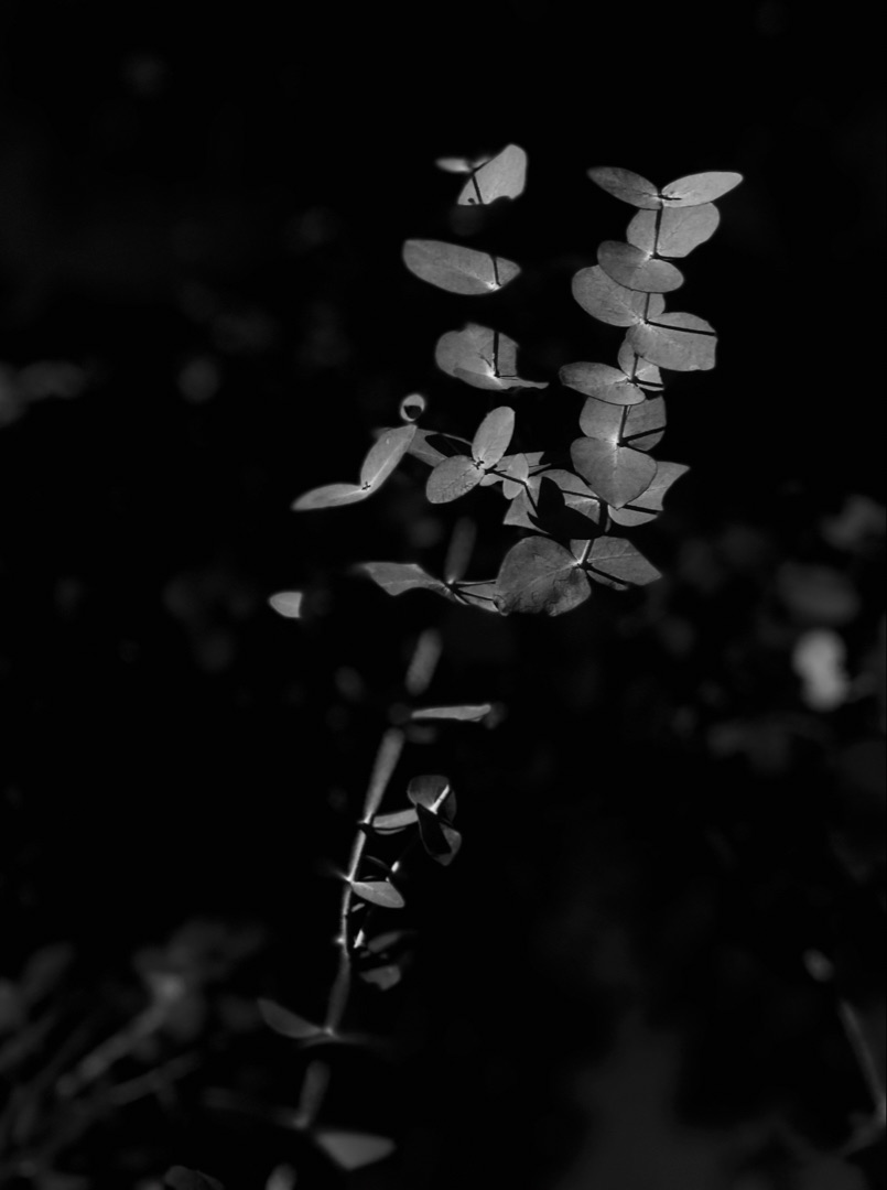Eucalyptus branch, light emerging from dark